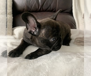 French Bulldog Puppy for sale in JOHNS ISLAND, SC, USA