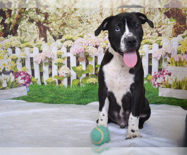 Medium Photo #2 Mutt Puppy For Sale in Oroville, CA, USA