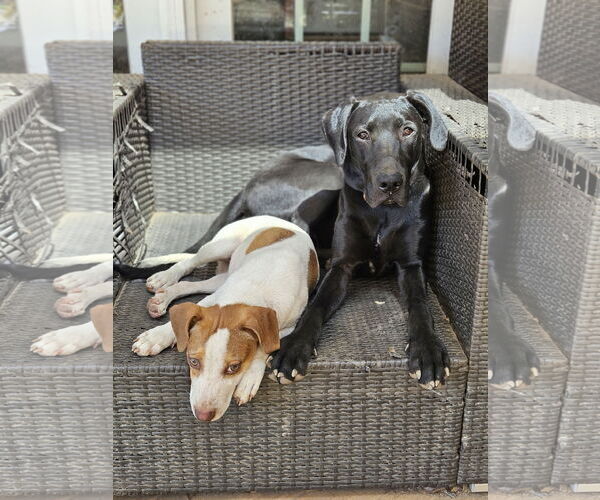 Medium Photo #2 Labrador Retriever-Unknown Mix Puppy For Sale in Woodbury, NY, USA