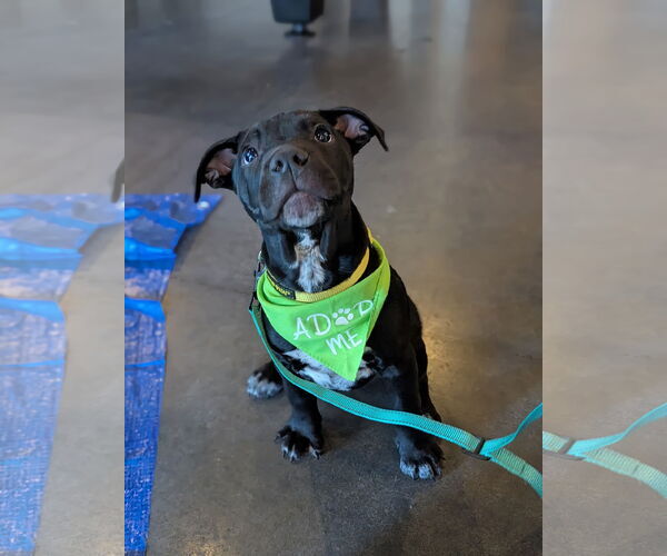 Medium Photo #7 Mutt Puppy For Sale in Holly Springs, NC, USA