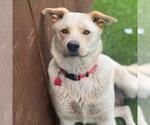 Small #7 Labrador Retriever Mix