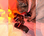 Small #5 French Bulldog