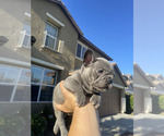 Puppy Lily French Bulldog