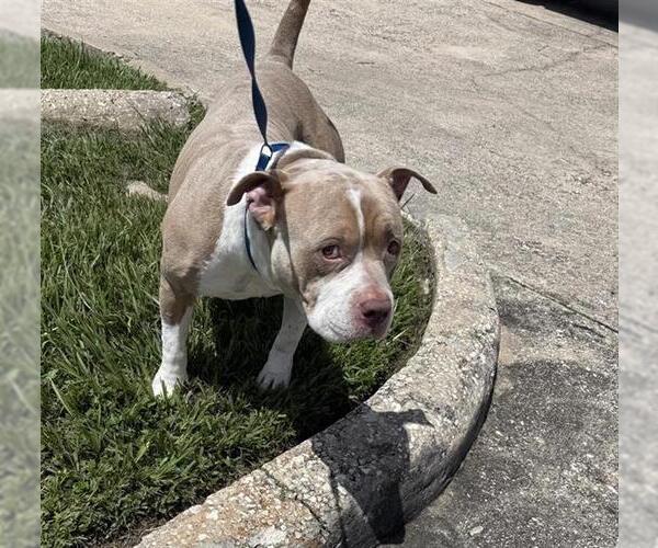 Medium Photo #1 Staffordshire Bull Terrier Puppy For Sale in Houston, TX, USA