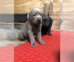 Small Photo #7 Labrador Retriever Puppy For Sale in DEVINE, TX, USA