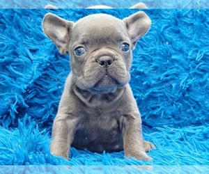 French Bulldog Puppy for sale in BOSTON, MA, USA