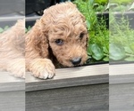 Small Photo #5 Goldendoodle Puppy For Sale in EL MIRAGE, AZ, USA
