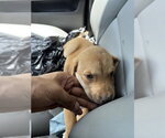 Small Labrador Retriever Mix