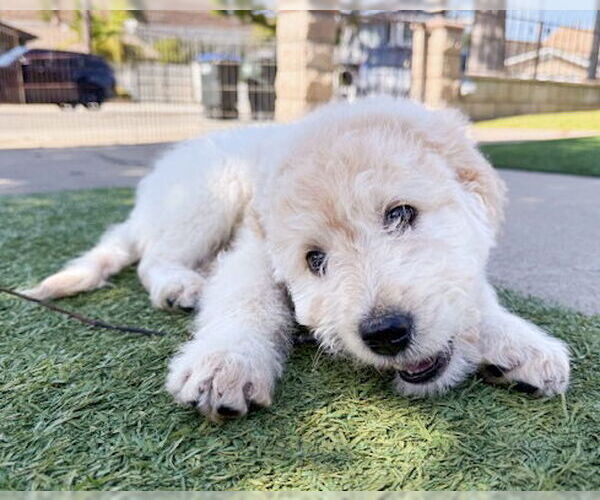 Medium Photo #3 Poodle (Standard)-Unknown Mix Puppy For Sale in Corona, CA, USA