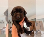 Small #3 Golden Labrador