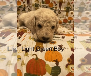 Goldendoodle Puppy for sale in MULVANE, KS, USA