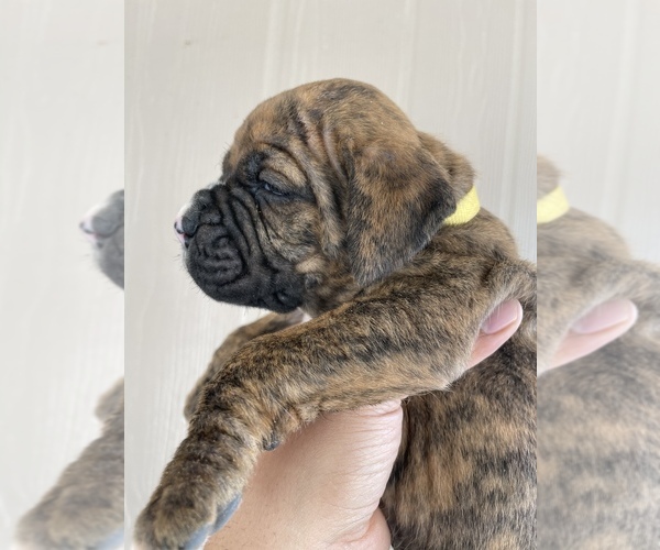 Medium Photo #30 Boxer Puppy For Sale in LUCERNE VALLEY, CA, USA