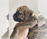 Small Photo #30 Boxer Puppy For Sale in LUCERNE VALLEY, CA, USA