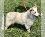 Small #2 Australian Shepherd