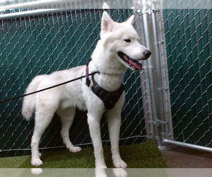 Siberian Husky Dogs for adoption in Downey, CA, USA