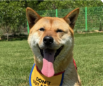 Small Shiba Inu Mix