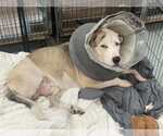 Small #2 Anatolian Shepherd Mix