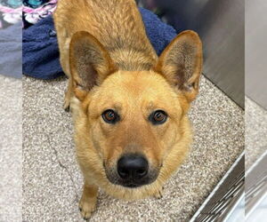 Mutt Dogs for adoption in Martinsburg, WV, USA