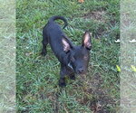 Small Photo #2 Mutt Puppy For Sale in Germantown, OH, USA