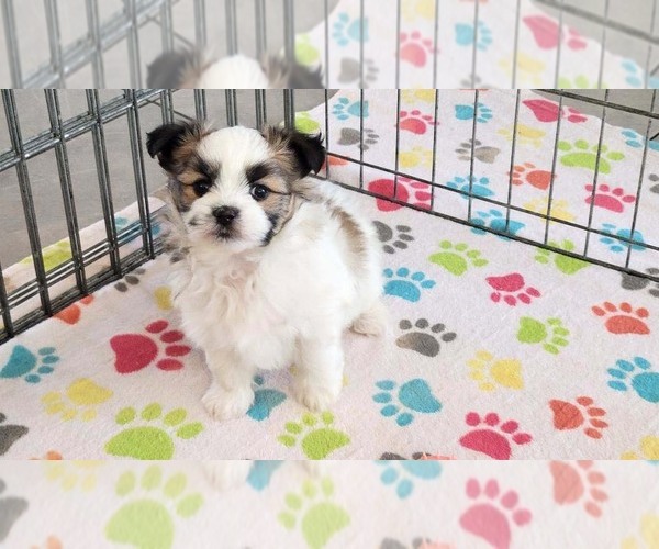 Medium Photo #4 Papitese Puppy For Sale in ORO VALLEY, AZ, USA