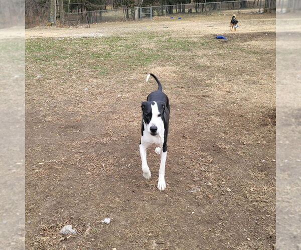 Medium Photo #4 Great Dane-Unknown Mix Puppy For Sale in Bullard, TX, USA