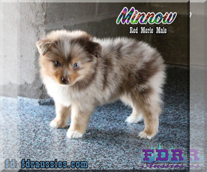 Miniature Australian Shepherd Puppy for sale in FORESTBURG, TX, USA
