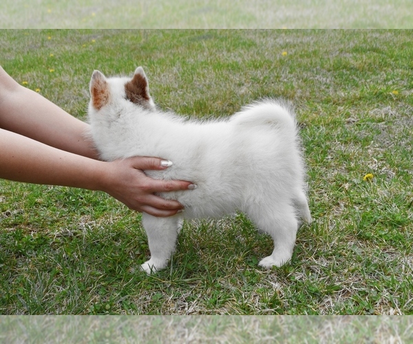 Medium Photo #6 Pomsky Puppy For Sale in KANSAS CITY, MO, USA