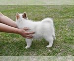 Small #5 Pomsky