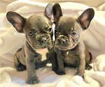 Small Photo #3 French Bulldog Puppy For Sale in SANTA ANA, CA, USA