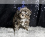 Small Photo #81 Morkie Puppy For Sale in WARSAW, IN, USA