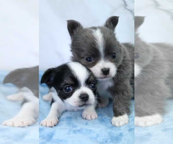 Medium Photo #1 Chihuahua Puppy For Sale in MUSKOGEE, OK, USA