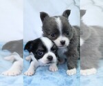 Small Photo #1 Chihuahua Puppy For Sale in MUSKOGEE, OK, USA
