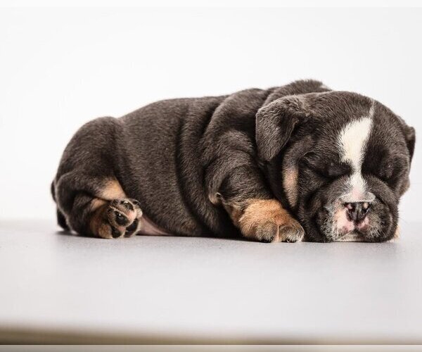 Medium Photo #1 Bulldog Puppy For Sale in POTOMAC, MD, USA