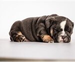Small Photo #1 Bulldog Puppy For Sale in POTOMAC, MD, USA