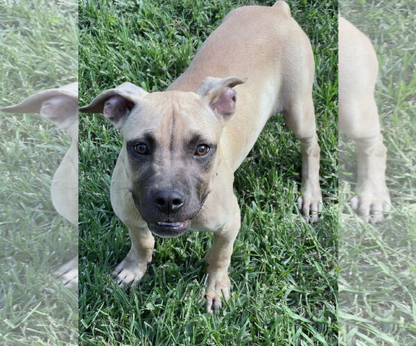 Medium Photo #1 Boxer-Rhodesian Ridgeback Mix Puppy For Sale in Crossville, AL, USA