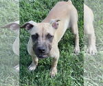 Small Boxer-Rhodesian Ridgeback Mix
