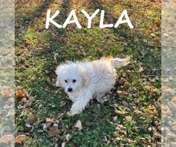 Medium Photo #2 Cock-A-Poo Puppy For Sale in HARTLAND, MN, USA