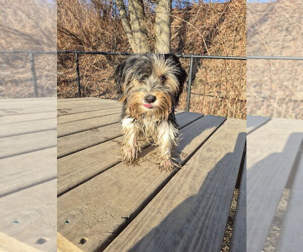 Medium Photo #1 Mutt Puppy For Sale in Elmsford, NY, USA