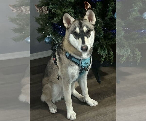 Medium Photo #2 Huskies -Samoyed Mix Puppy For Sale in Chandler, AZ, USA