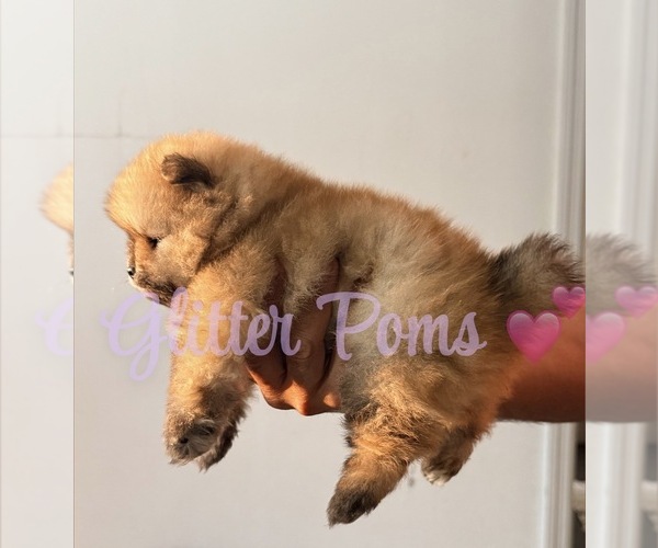Medium Photo #6 Pomeranian Puppy For Sale in LEHIGH ACRES, FL, USA