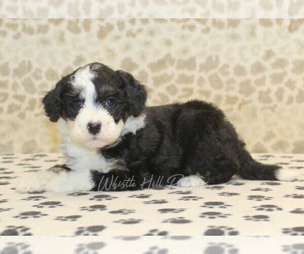 Medium Photo #2 Miniature Bernedoodle Puppy For Sale in DENVER, PA, USA