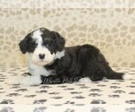 Small #1 Miniature Bernedoodle