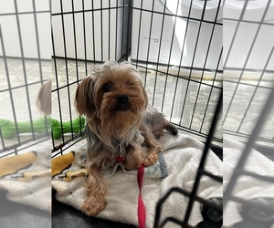 Yorkshire Terrier Puppy for sale in GARNER, NC, USA