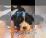 Males - Male Cock-A-Tzu Puppy for Sale - Photo #2