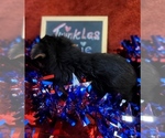 Small #10 Yorkshire Terrier