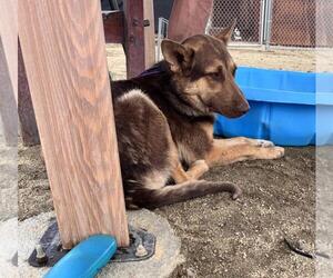 Medium German Shepherd Dog Mix