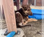 Small German Shepherd Dog Mix
