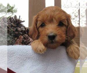 Goldendoodle (Miniature) Puppy for sale in THORP, WI, USA