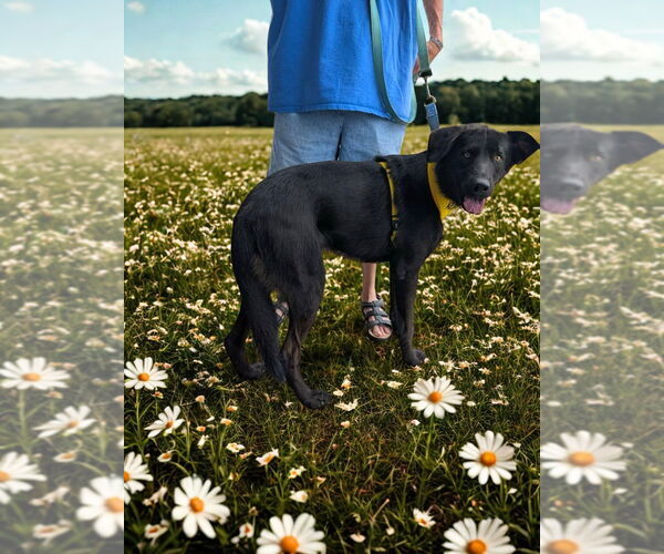 Medium Photo #6 Retriever -Unknown Mix Puppy For Sale in White Bluff, TN, USA