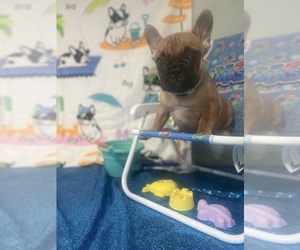 French Bulldog Puppy for Sale in ADELAIDE, Washington USA